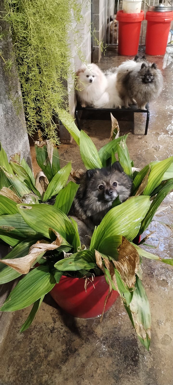 Élevage de spitz nain LOF en Lorraine