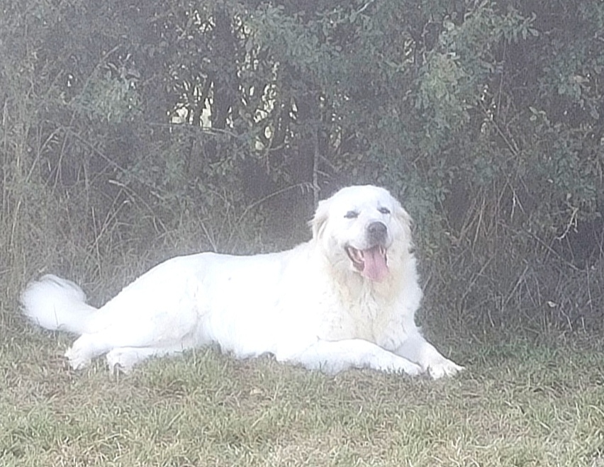 Adoption de chien d’élevage en Meurthe-et-Moselle