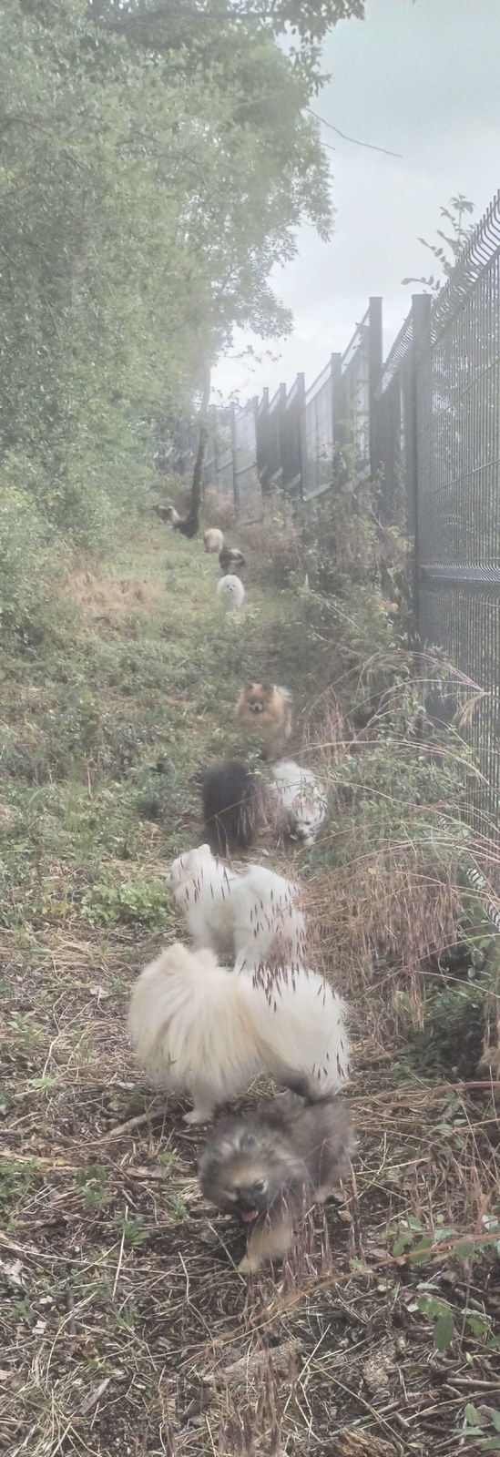 Adoption de chien d’élevage en Meurthe-et-Moselle