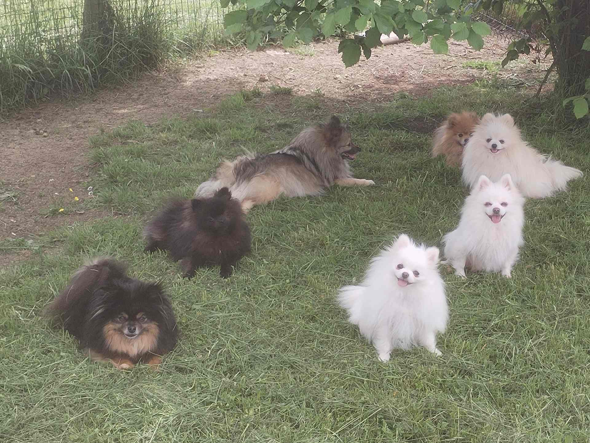 Pension pour chiots et chiens en Meurthe et Moselle