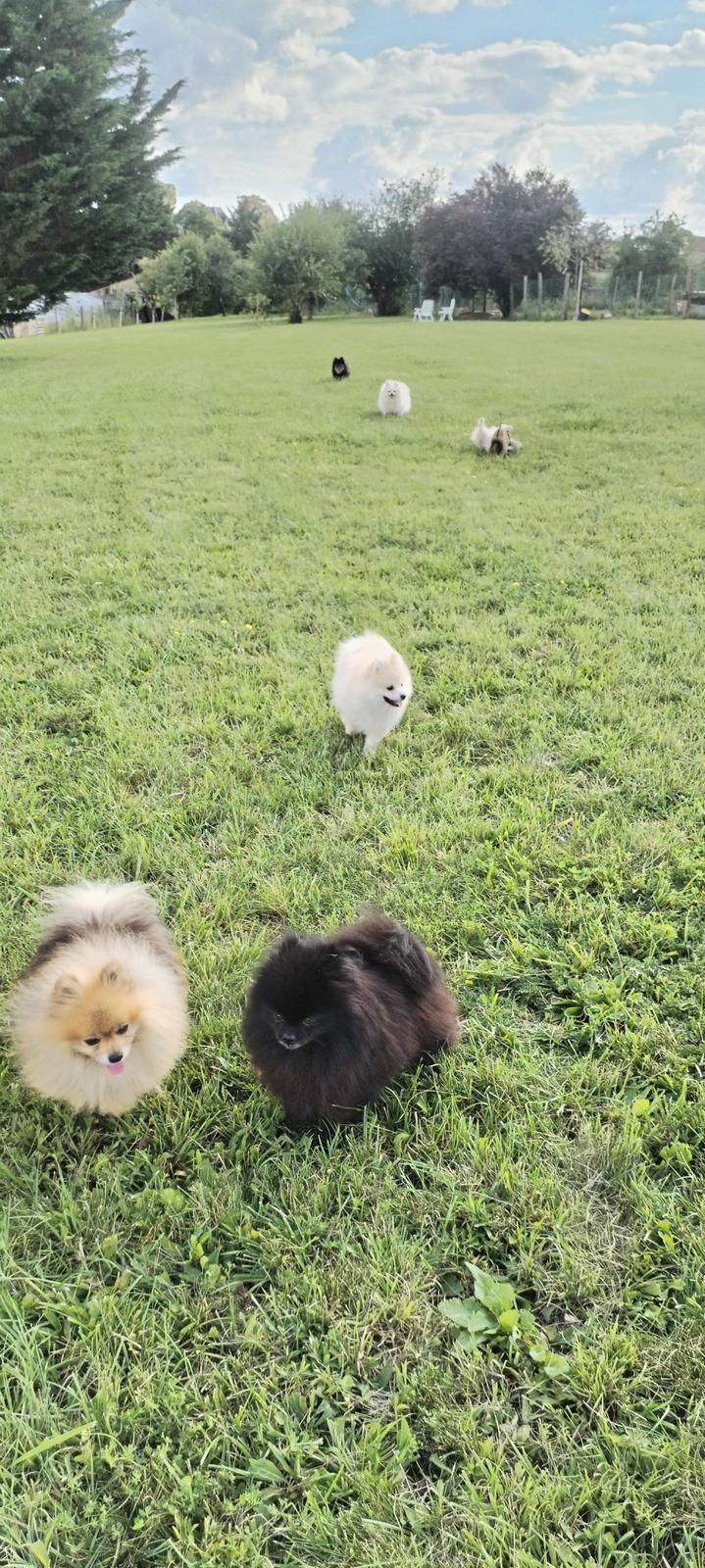 Adoption de chien d’élevage en Meurthe-et-Moselle