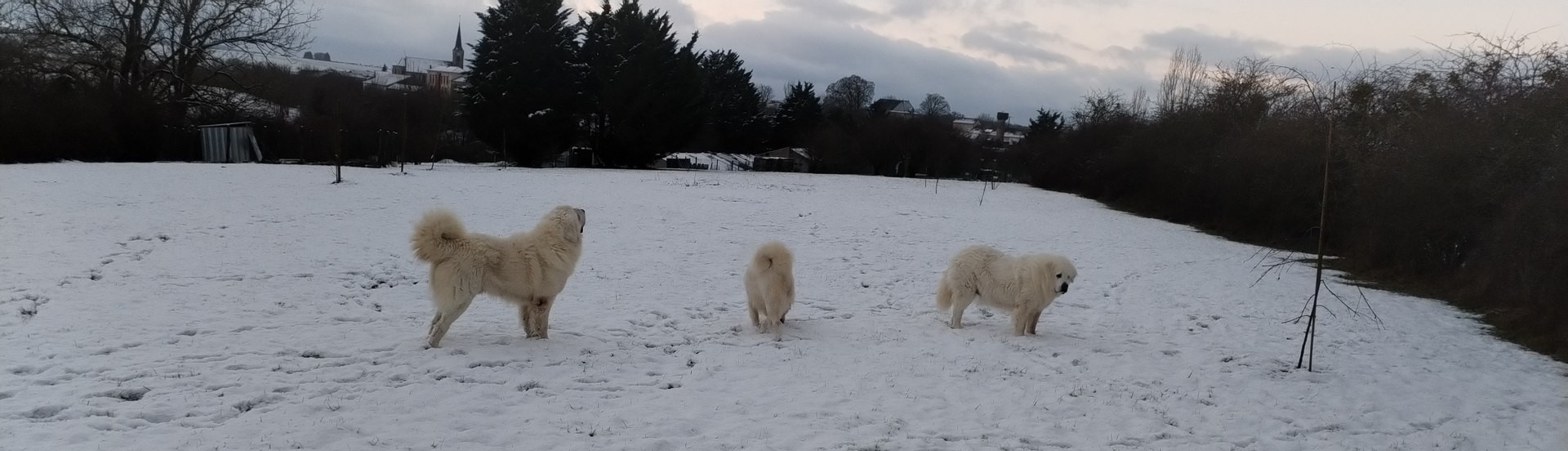 Eleveur de chiens en Meurthe et Moselle