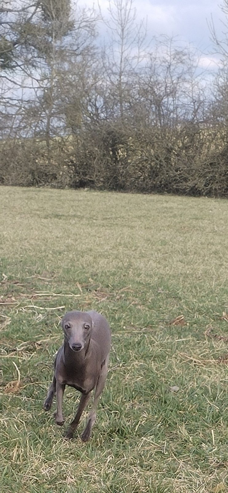Adoption de chien d’élevage en Meurthe-et-Moselle