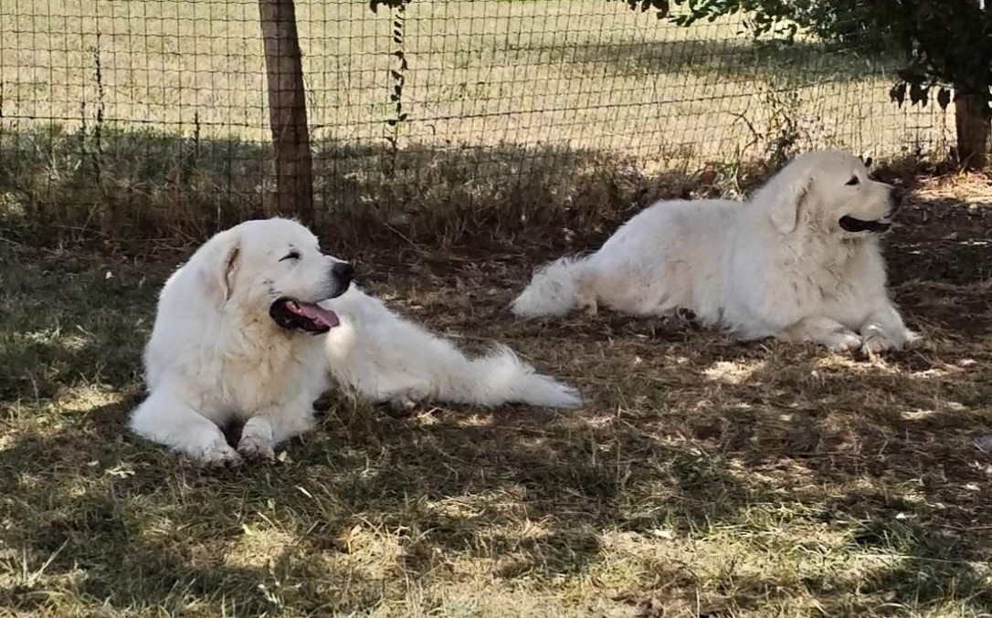 Pension pour chiots et chiens en Meurthe et Moselle