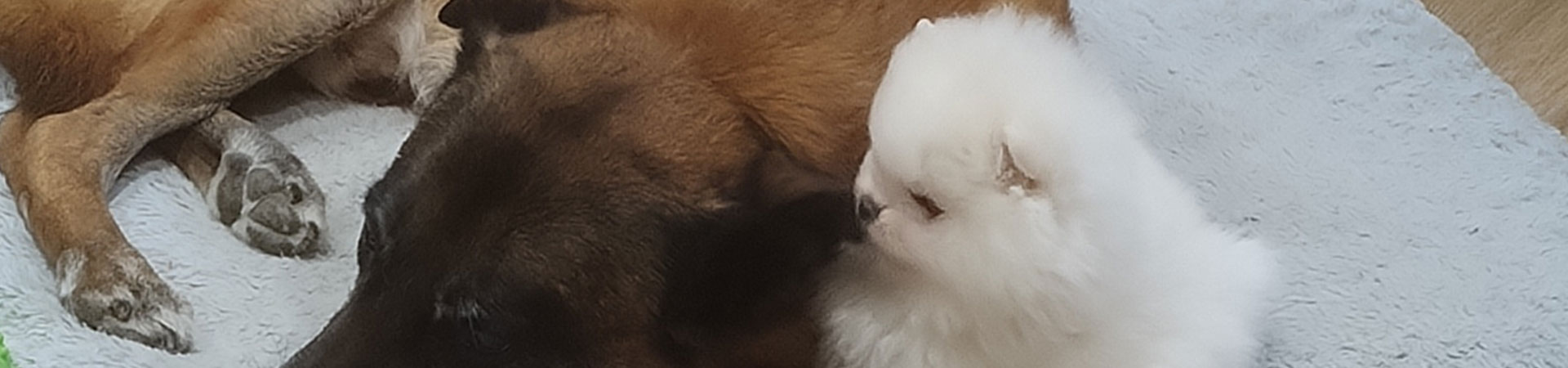Adoption de chien d’élevage en Meurthe-et-Moselle 