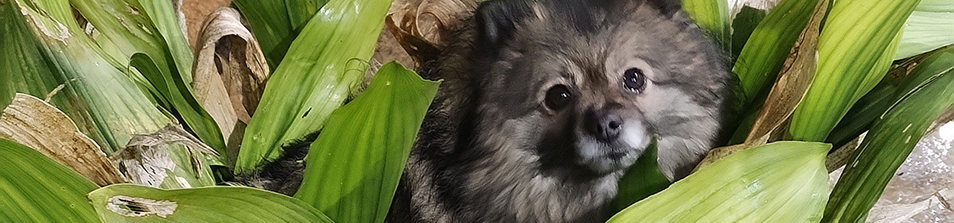 Pension pour chiots et chiens en Meurthe et Moselle