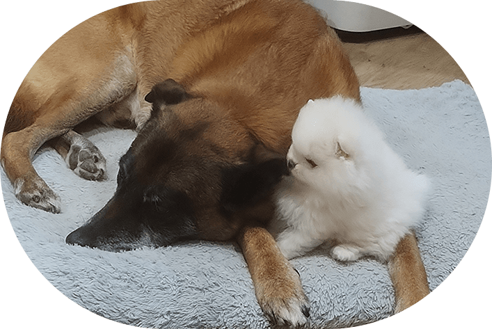 Eleveur de chiens en Meurthe et Moselle 