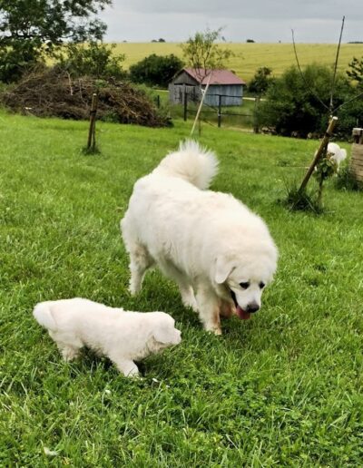 Pension pour chiots et chiens en Meurthe et Moselle