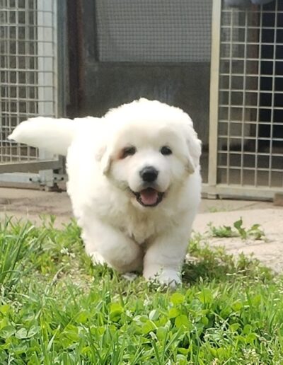 Adoption de chien d’élevage en Meurthe-et-Moselle