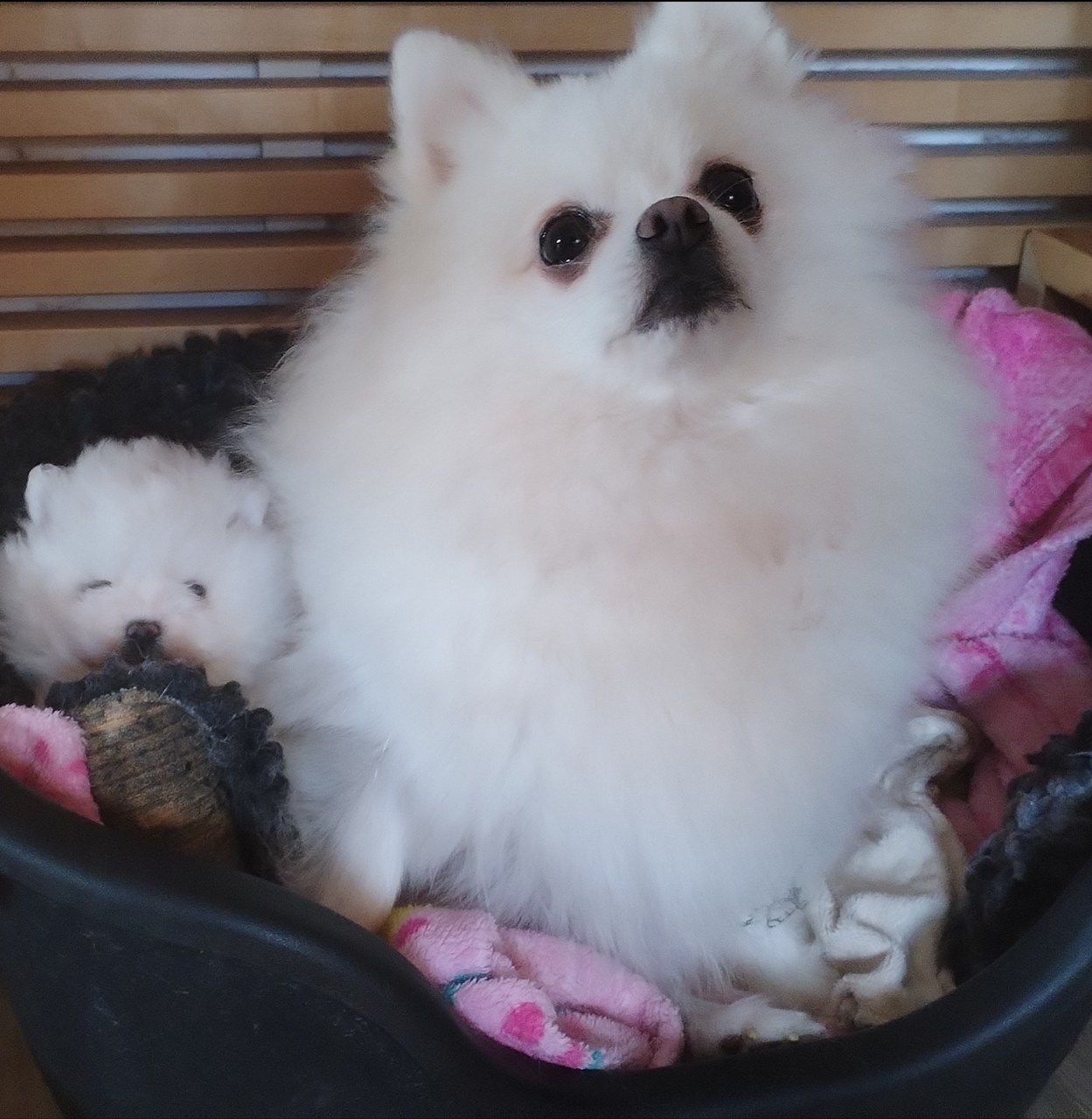 Chiots (2) Élevage de spitz nain LOF en Lorraine