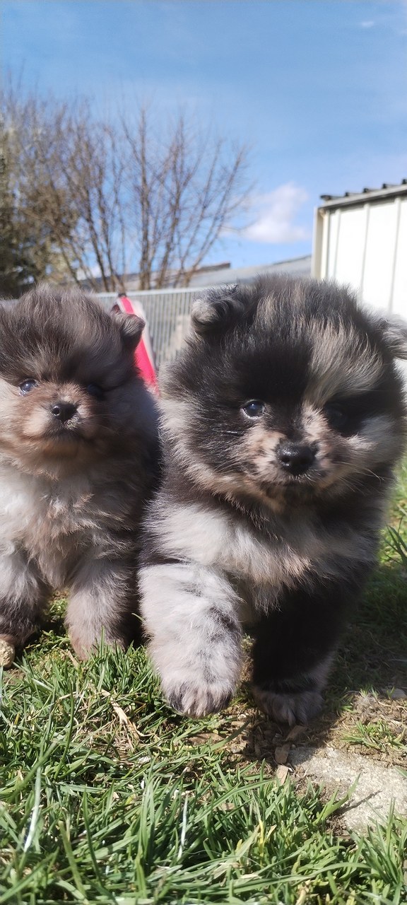 Chiots (3) Élevage de spitz nain LOF en Lorraine