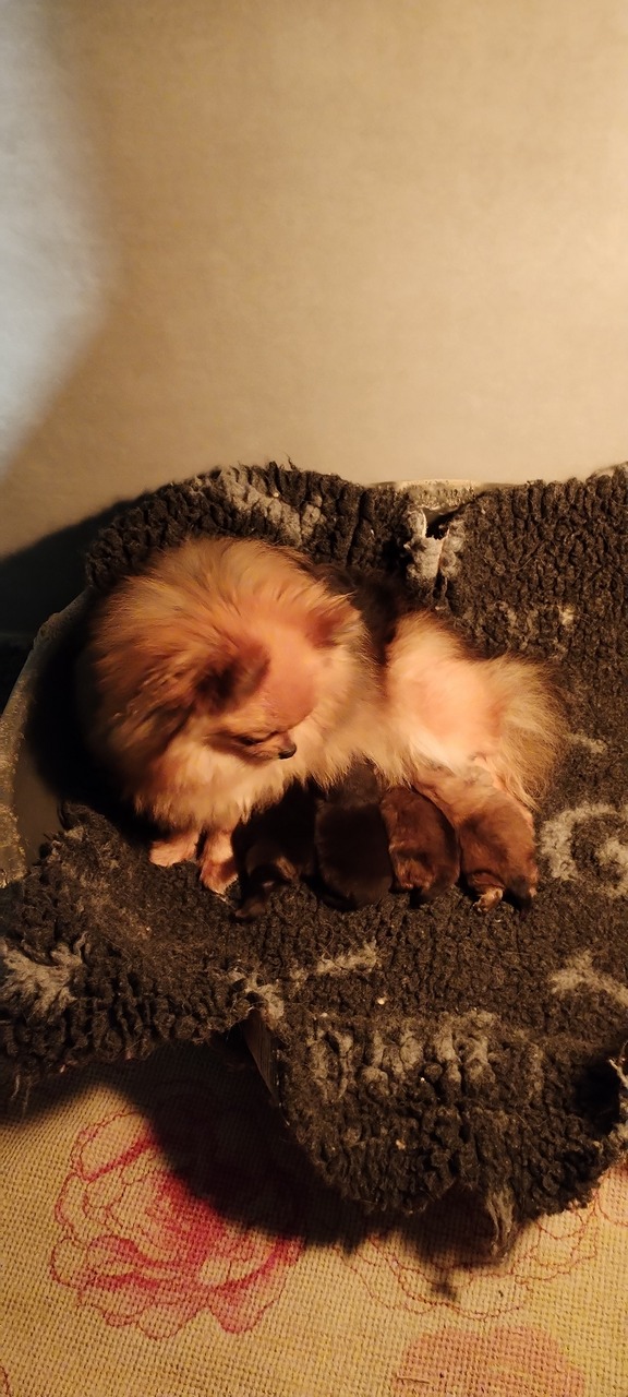 Chiots (4) Élevage de spitz nain LOF en Lorraine
