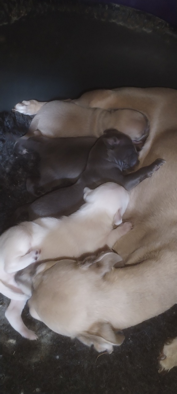 Chiots (9) Élevage de spitz nain LOF en Lorraine
